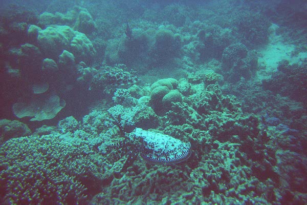 The Great Barrier Reef