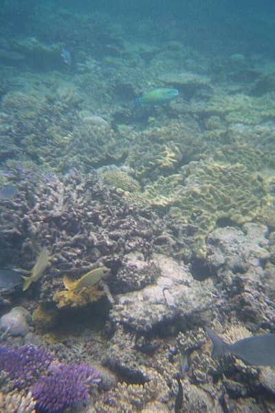 The Great Barrier Reef