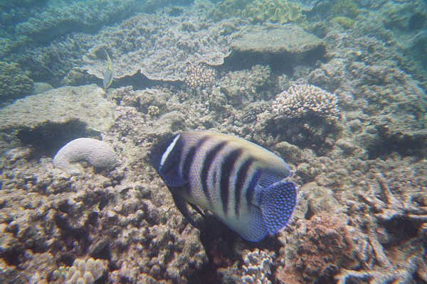 The Great Barrier Reef