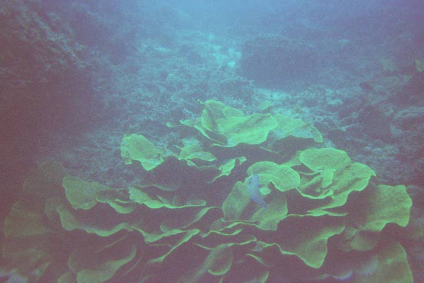 The Great Barrier Reef
