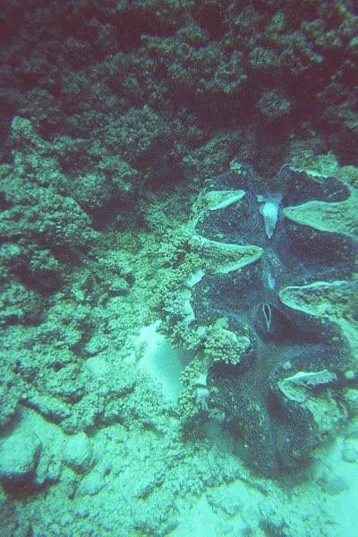 The Great Barrier Reef