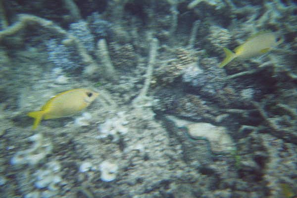 The Great Barrier Reef