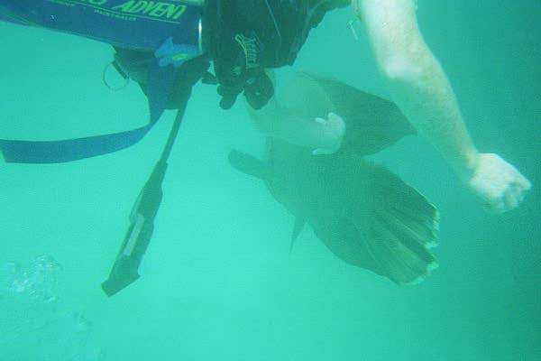 The Great Barrier Reef