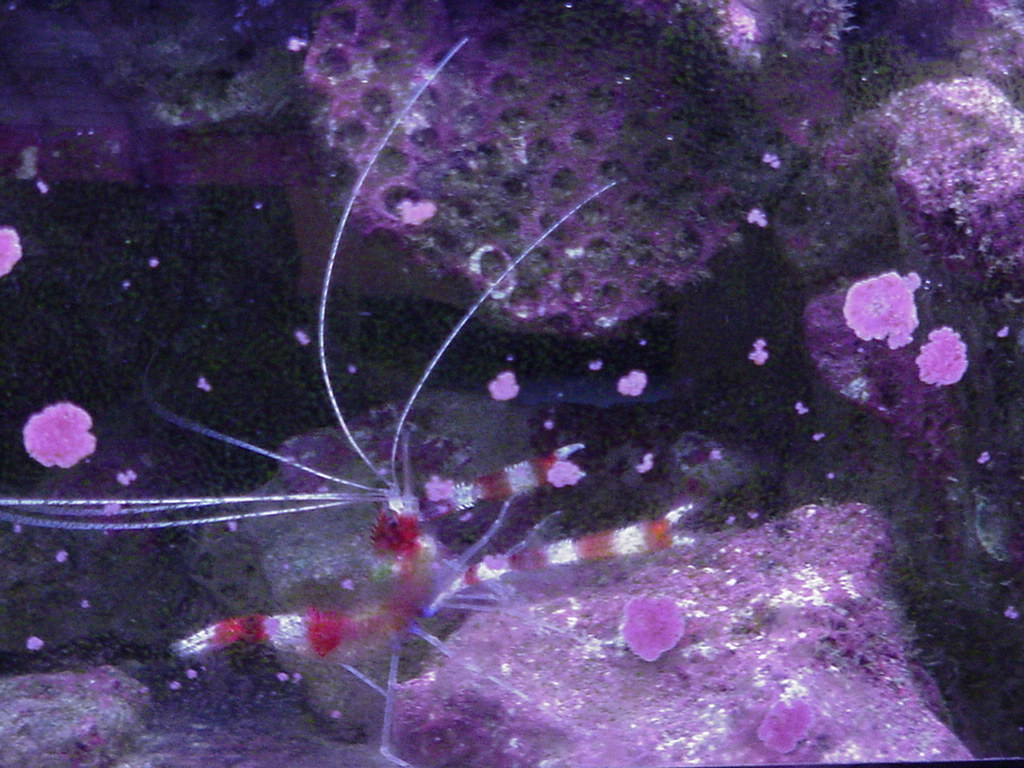 Fish Tank Kodak Photo