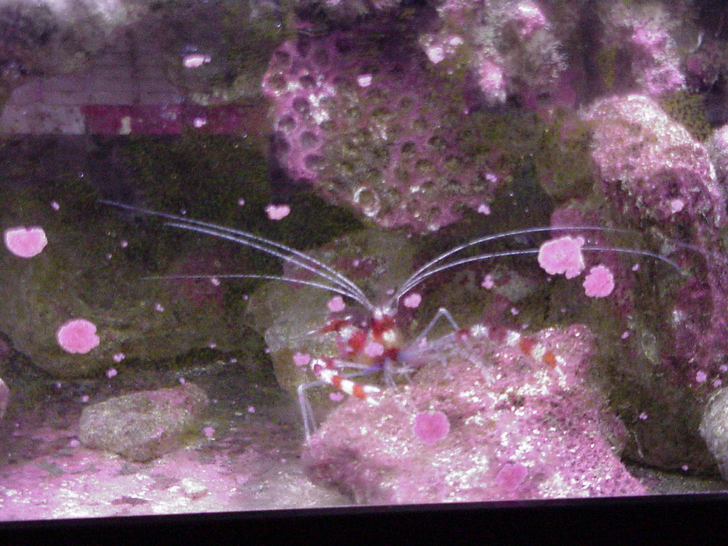 Fish Tank Kodak Photo