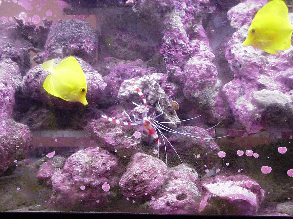 Fish Tank Kodak Photo