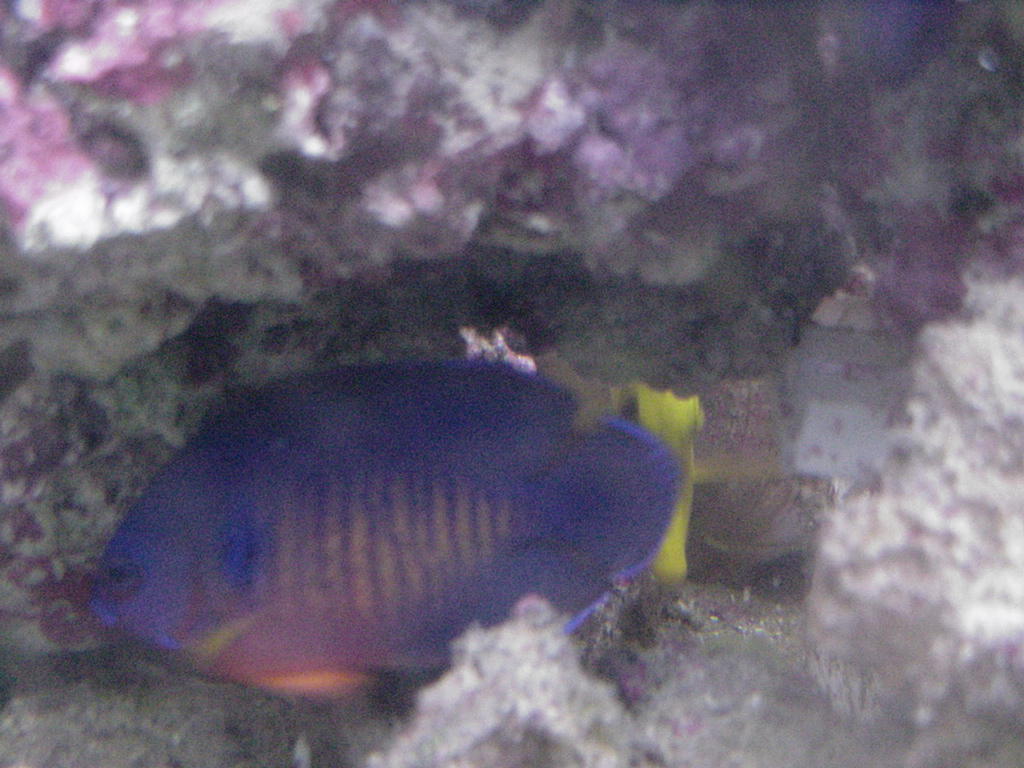 Fish Tank Kodak Photo