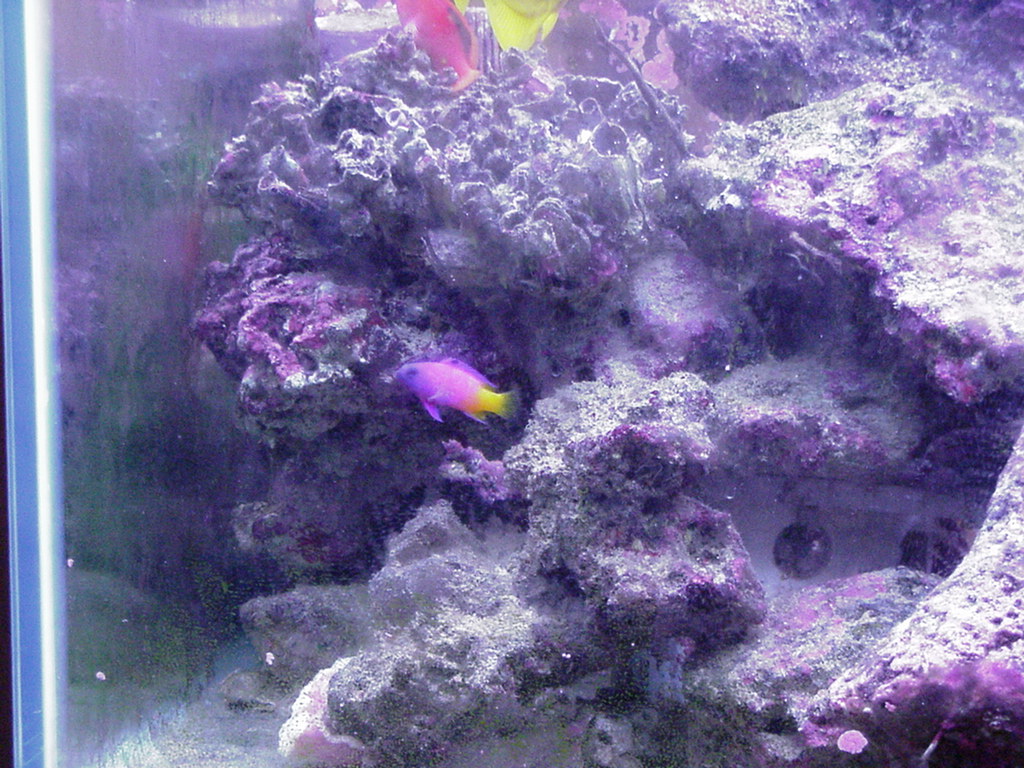 Fish Tank Kodak Photo