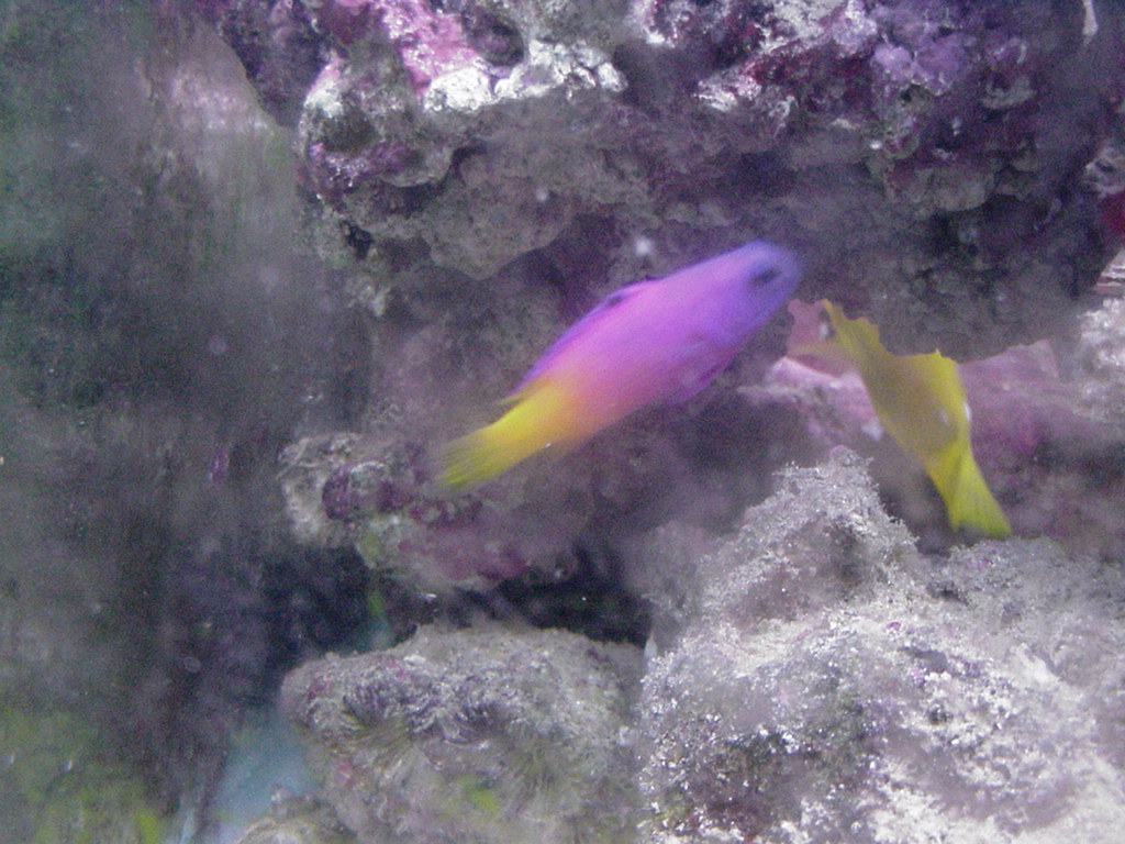 Fish Tank Kodak Photo